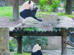 -成都动物园