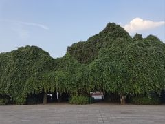 -云南民族村
