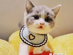 -70cat德文卷毛猫·缅因猫纯种猫舍