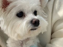 -北京派仕佳德动物医院·超导核磁·CT·神经科·骨科·内外科·急重症管理中心