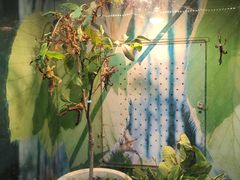 -上海大自然野生昆虫馆(东方明珠·爬宠昆虫探索中心)