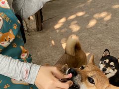 -柴犬高等学院·狗咖·柴犬售卖·宠物训练