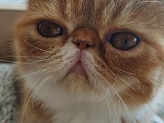 -瞄一喵猫咖(格力海岸店)