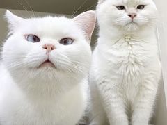 -上海神旺大酒店