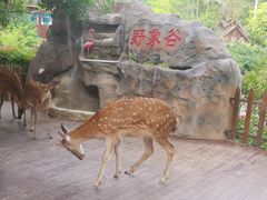 -野象谷景区