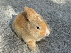 -前小桔亲子创意农场·草莓采摘·露营烧烤