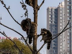 -武汉动物园