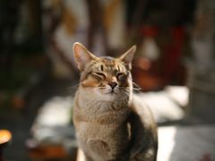 -喵屿·大理花园猫咖