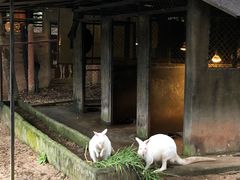 -清迈夜间动物园