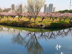 -南汇桃花村