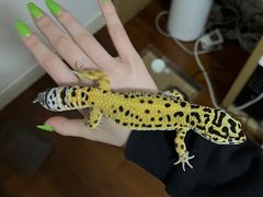 -酷以爬仙阁实体爬宠店·守宫·蜥蜴·专业繁育