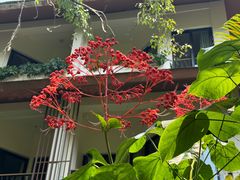 -中国科学院西双版纳热带植物园