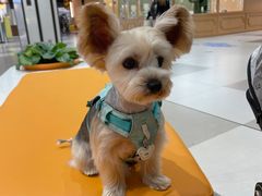 -帕帕拉兹宠物(亚洲旗舰店)