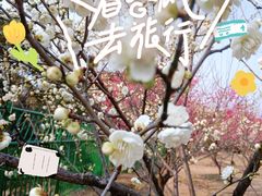 -香雪海