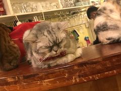 -猫色咖啡·猫咖