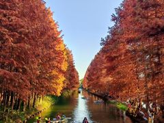 -上海海湾国家森林公园