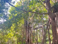 -中国科学院西双版纳热带植物园