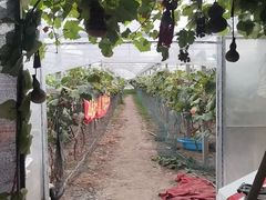 -马陆小张葡萄园农家乐