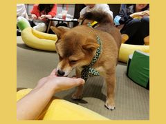 -逗柴咖啡屋·狗咖猫咖宠物桌游