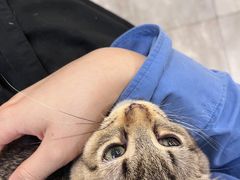 -楼上猫咖(罗湖店)