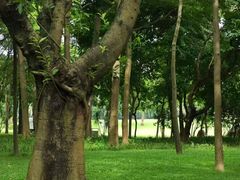 -荔香公园