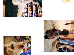 -more than meow吴止猫主题餐厅(承德 中船汇店)