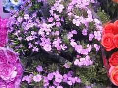 -花鸟鱼虫鲜花绿植市场(玉泉路店)