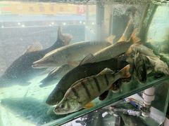 -煲来饱去冷水鱼