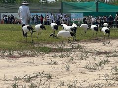 -盐城丹顶鹤湿地生态旅游区
