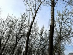 -汉长安城未央宫国家考古遗址公园