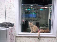 -猫小院猫主题餐厅(三里屯店)