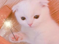 -CoCo都可(金狮店)