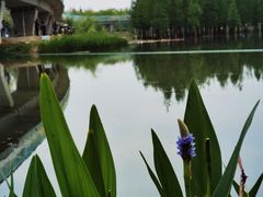 -白鹭湾湿地公园