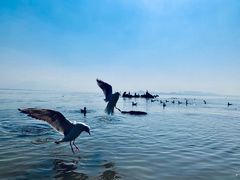 -深圳湾公园(南山区)