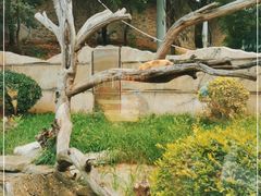 -大连森林动物园