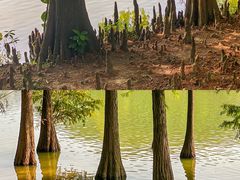 -中国科学院华南植物园