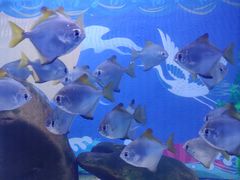 -蓬莱欧乐堡海洋极地世界