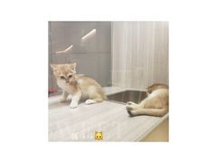 -飞行喵MR PILOT|猫舍·猫咖(静安大融城店)