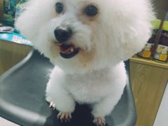 -帕帕拉兹宠物(亚洲旗舰店)