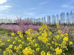 -上海长兴岛郊野公园