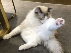 -飞行喵MR PILOT|猫舍·猫咖(静安大融城店)