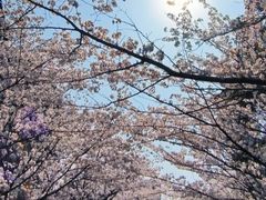 -高东镇樱花园
