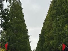 -黄海国家森林公园