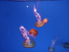 -厦门海底世界