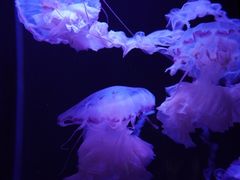 -成都浩海立方海洋公园
