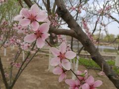 -永定河休闲森林公园