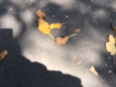 -麦考利夫人座椅