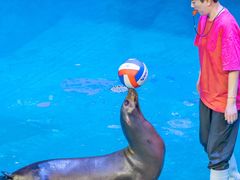 -烟台海昌鲸鲨海洋公园