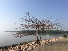 -深圳湾公园(南山区)