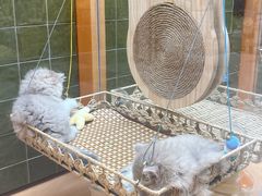 -帕帕拉兹宠物(亚洲旗舰店)